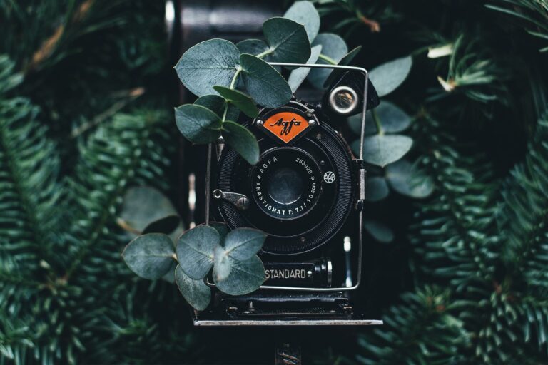 Appareil photo argentique dans un décor végétal